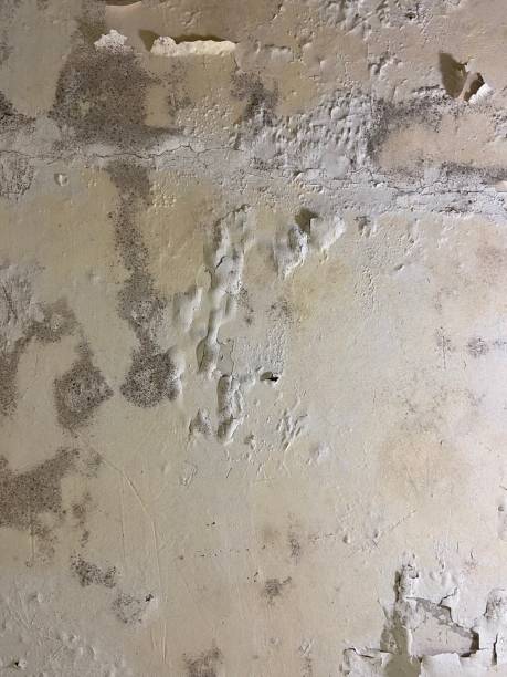 Best Mold Damage Repair  in Hawaiian Acres, HI