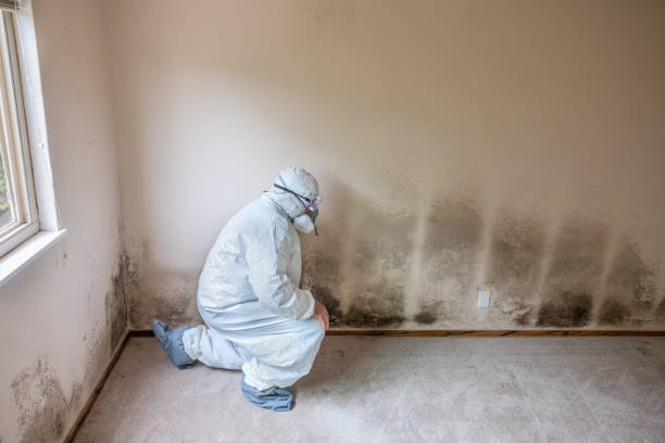 Mold Testing and Removal in Hawaiian Acres, HI