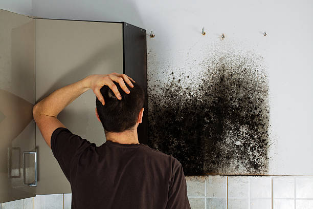 Best Residential Mold Removal  in Hawaiian Acres, HI